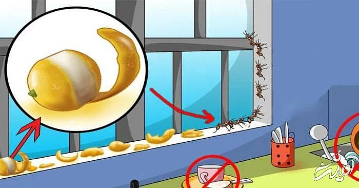 فراری دادن مورچه با پوست پرتغال فراری دادن مورچه